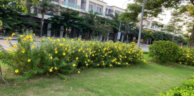 Bán duy nhất 1 căn shop huose trục chính 56m KĐT Centa City TP Từ Sơn