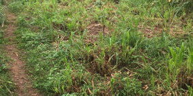 Bán mảnh đất mặt đường liên hệ sdt 0968272155