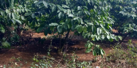 Đất rẫy có thổ cư.dân cư đông đúc