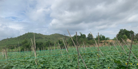 Bán 5900m vườn Diên Lâm view sông Cái giá chỉ 1.5 tỉ