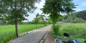 Bán đất trông cây lâu năm tại xã Đa phước