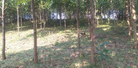 Cần bán gấp 1624m2 full thổ cư tại Kim Bôi - Hòa Bình với giá 1,7tr/m2