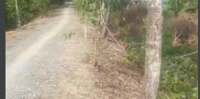 Cần bán  đất có sẵn vườn cây ăn trái  tại Tân Phước -Tiền Giang