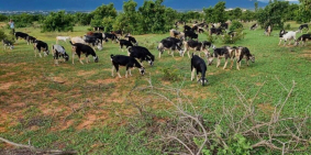 Đất sát đường DT 716 DT 6664m2 Giá 899 triệu.Sổ hồng riêng