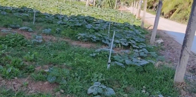 Cần bán đất tại: Ấp Bà Canh, xã Tân Thành, Gò Công Đông, Tiền Giang