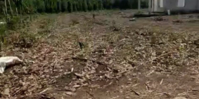 cần bán đất 10.132m2 Phú Giáo -Bình dương