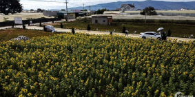 CẦN BÁN BA LÔ ĐẤT HAI MẶT TIỀN TRÊN TRỤC ĐƯỜNG CHÍNH LỘ GIỚI 15M GIÁ MỀM