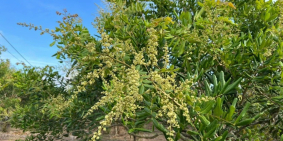 Bán đất 1050m2,Xã Bình Châu, H. Xuyên Mộc, Bà Rịa