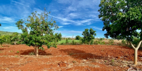 Vườn trái cây đẹp như tranh vẽ 8435M2 gần thị trấn và khu dân cư Chư Sê - Gia La