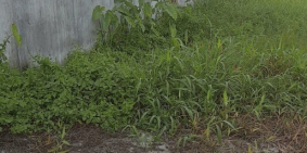 BÁN ĐẤT FULL THỔ CƯ 5,5MX15M,GIÁ 1,35 TỶ,CỦ CHI.LH:0988189768