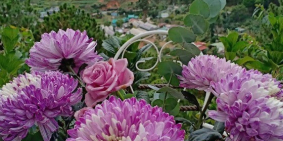 BÁN GẤP LÔ ĐẤT SIÊU VIEW RỪNG THÔNG KQH VIỆN NGHIÊN CỨU, PHƯỜNG 11, ĐÀ LẠT. CHỈ