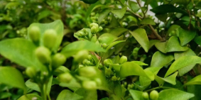 Bán gấp nhà 35m2 Nguyễn Văn Quá, P.THT, quận 12- nhỉnh 2 tỷ.