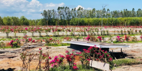 Bán đất nhà vườn sinh thái Vũng Tàu chỉ 10tr/m2