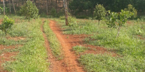 Bán 5.5 ha đất vườn vừa điều, cao su và sầu riêng. Đường lớn cách DT741 200m