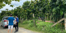 Cần bán mảnh vườn xoài tại Phú Ngọc - Định Quán