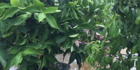 NHÀ BIỆT THỰ GỖ MỚI TINH,  QUẬN 4, 94M2, 6.6 X 14M, 5 TẦNG, CHỈ 13.5TỶ