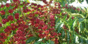 Cần bán 4ha7 đất trồng cà phê và sầu riêng non hết vườn giá (1ty350/1ha)