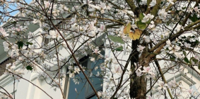 Shophouse "hàng hiếm" tại Lạng Sơn, chỉ từ 1,3 tỷ nhận nhà ở ngay. LH 0978194149