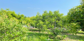 Bán vườn nhãn Bình Châu Garden 1 - SHR - Mặt tiền nhựa - ngay Nova Onsen