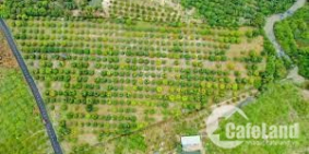 ĐẤT VƯỜN BÌNH CHÂU - BÀ RỊA VŨNG TÀU