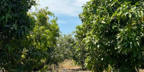 Kẹt tiền cần bán gấp mảnh vườn cây ăn trái mặt tiền đường nhựa Bình Châu