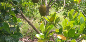 Bán đất trồng cây ăn trái, đường xe ôtô vào đất, dt 19000m2, đường xe ôtô vào đấ