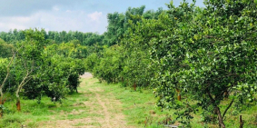 Bán lô đất 1453m2, nở hậu, đường hiện hữu, sổ sẵn, chỉ 720 triệu/sào.