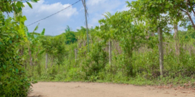 Lô đất vườn 3496m2 giá 9xxtr ở Cao Phong Hoà Bình