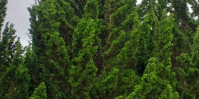 Đất chính chủ. Phù hợp làm khu nghỉ dưỡng, hồ cá,  homestay