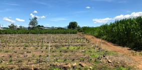 Bán đất 10x43m sẵn thổ cư - 2 mặt tiền tại Tân Hội, Đức Trọng