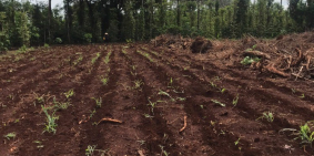 1 LÔ đất vuông vắn đường nhựa trục chính tại CƯ SUÊ