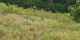 Bán đất 2 hecta đất Rẫy tại Cư M`Gar