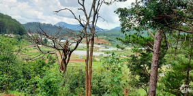 CẦN BÁN GẤP 11 HEC ĐẤT Ở MIMOZA, ĐÀ LẠT