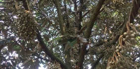 kẹt tiền cần bán 2,1 ha đất sầu riêng và bơ tại daklak