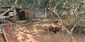 BÁN ĐẤT TT XUÂN MAI 834/1000 M2 GIÁ 6 TỶ