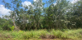 Đất nền thổ cư Nghĩa Bình, Bù Đăng, Bình Phước