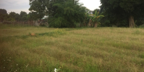 Cần bán đất vườn diện tích lớn giáp Rạch Ông Tiếp, sông Đồng Nai