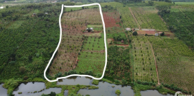 LÔ ĐẤT FULL SẦU RIÊNG RẺ NHẤT KHU VỰC ĐĂK NÔNG!
