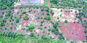 Chính chủ nhà em cần bán 2ha1 đất trồng full sầu riêng và bơ,2 mặt tiền đường