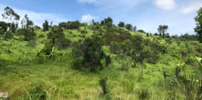 Đất Gần KCN Tân Đức Hàm Tân Bình Thuận giá chưa qua đầu tư 70 mẫu 700/m giá đẹp