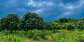 Cần bán gấp lô vườn xoài ở Gia Canh , Định Quán