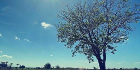 Bán đất Bình Thuận sổ riêng giá chỉ 75 triệu / sào