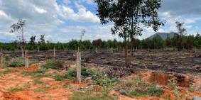 Bán 2 Xào Đất CLN Ngay sân bay Phan Thiết, 750Tr/Lô, Sổ đỏ riêng