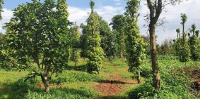 Bán lô đất 3 ha sầu riêng Thôn 1 Hòa Thuận, tp Buôn Ma Thuột