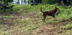 9,4 sào đất sổ sách đầy đủ chỉ 700tr. Cách Tà Đùng 3km