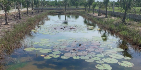 Lô đất 1,190 SHR ngay khu dân cư ấp 5 SHR bao sang tên