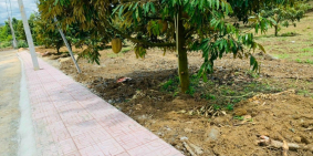 Bán nền 250m2 có 100 thổ tặng 5 cây sầu riêng 7 năm tuổi, sổ sẵn công chứng ngay