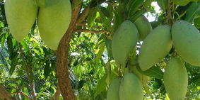 Vợ chồng tôi muốn bán đất ở La Ngà Định Quán