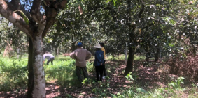 Bán lại đất vườn xoài gia đình 14m mặt tiền giá chỉ 800tr ngay KCN Định Quán.