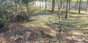 Bán đất trồng cây cao su chính chủ mặt tiền đường ĐT757